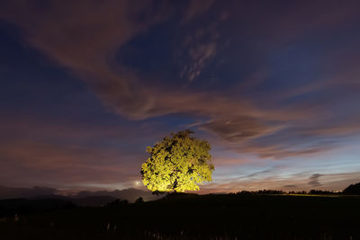 Silhouette plant growing on field against sky during sunset