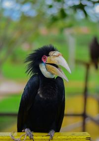 Close-up of a bird