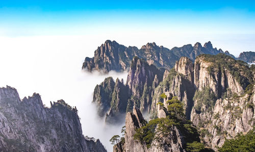 View of the clouds and the pine tree at the mountain peaks of huangshan national park, china. 