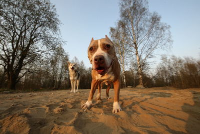 Portrait of dog standing on land