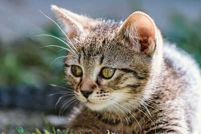 Close-up portrait of a cat