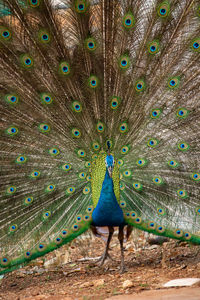 View of peacock feathers