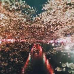 Close-up of pink flowers