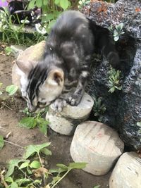 High angle view of a cat