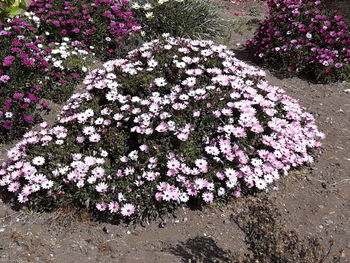 High angle view of pink flowering plant