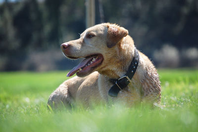 Close-up of dog playing on grass