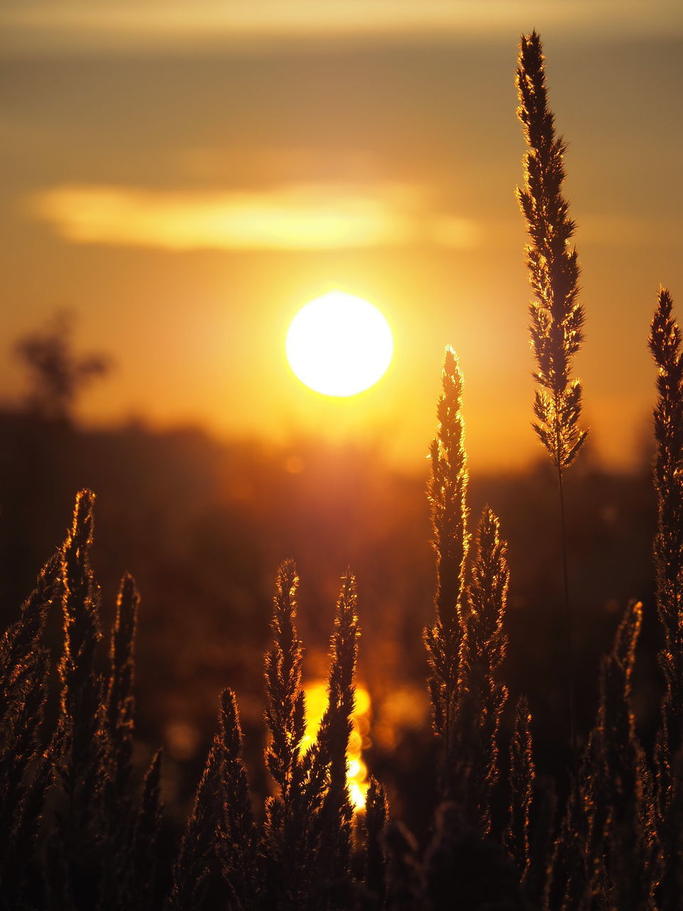 sunset, orange color, nature, beauty in nature, sky, tranquility, outdoors, water, scenics, no people, close-up, focus on foreground, tranquil scene, tree, idyllic, growth, leaf, plant, high angle view, dusk