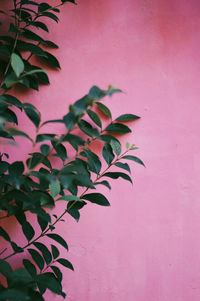 Close-up of plant against wall