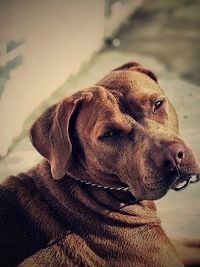 Close-up of dog outdoors