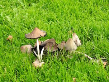 Mushrooms on field