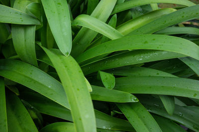 Full frame shot of plants