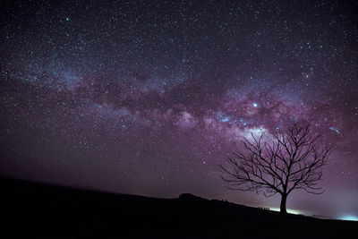 Silhouette tree against sky at night