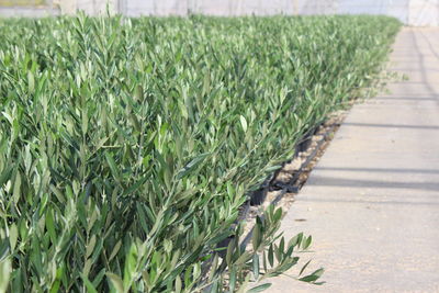 Close-up of crops growing on farm