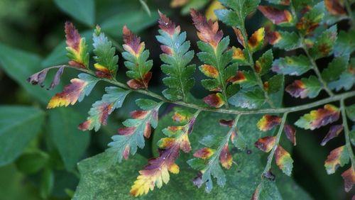 Close-up of plant