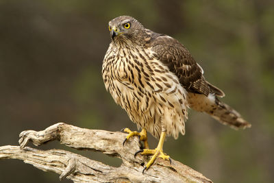 Close-up of bird perching on wood