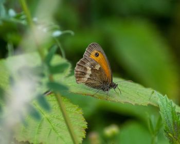 Close-up of butterfly on leaf