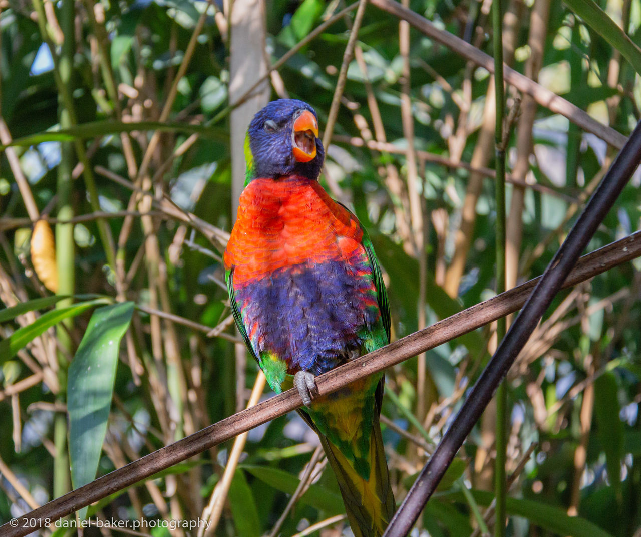 CLOSE-UP OF PARROT PERCHING ON TREE BRANCH