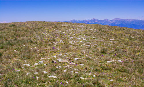 Scenic view of grassy field against sky