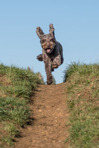 Dog lying on land against sky