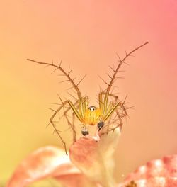 Close-up of insect on plant