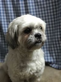 Close-up portrait of dog