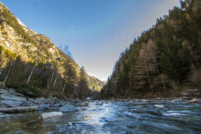 Scenic view of river amidst trees against sky