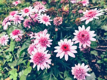 Close-up of pink flowering plants in park