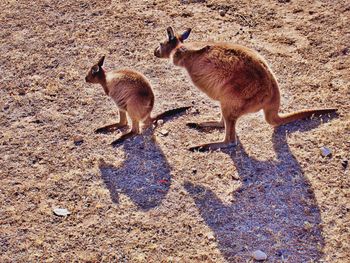 Kangaroos in the wild 