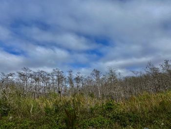 Plants growing on land against sky