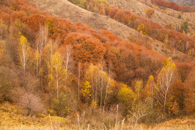 Pine trees in forest during autumn