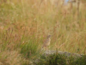 Bird perching on field