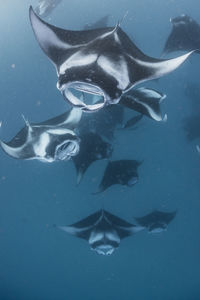 Wide angle view of a school of manta rays, baa atoll