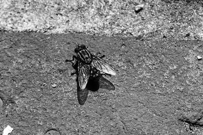 High angle view of fly on land