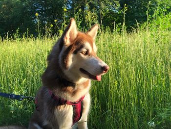 Dog looking away on field