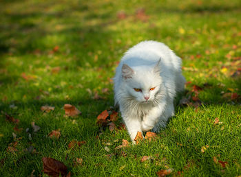 White fluffy adult cat with yellow eyes walking on the autemn garden.
