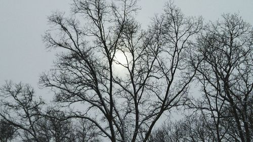 Low angle view of silhouette bare trees against sky