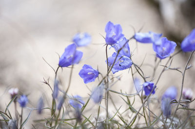 Close-up of purple flowers against blurred background