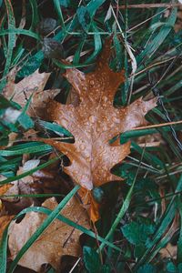 High angle view of dry leaves on field