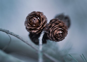 Close-up of dried plant