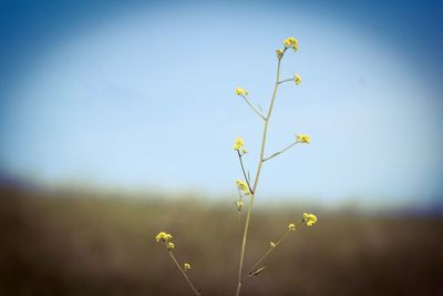Close-up of yellow flower