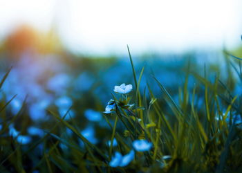Close-up of white flowering plants on field