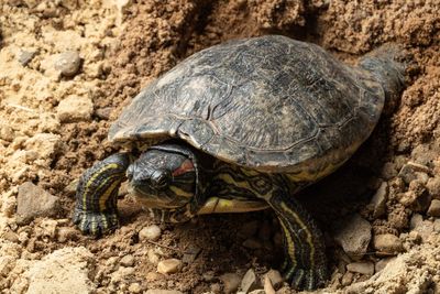 Close-up of turtle on rock