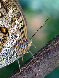 Close-up of butterfly