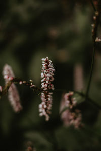 Close-up of flowering plant