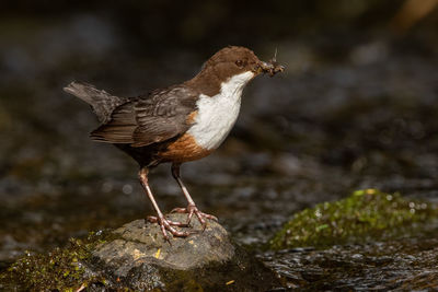 Close-up of bird perching on rock at stream