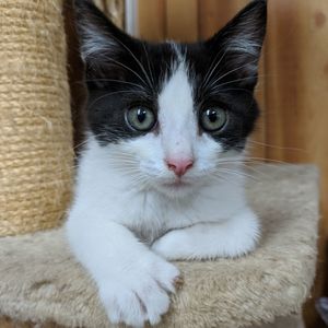 Close-up portrait of cat at home