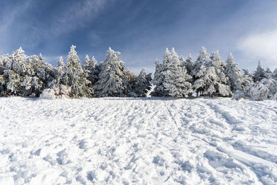 Snow covered trees on field against sky