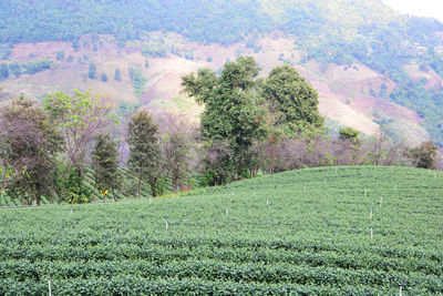 Scenic view of field against trees
