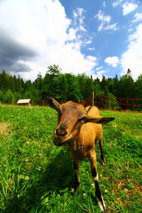 Giraffe on field against sky