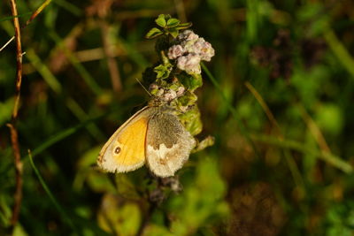 Close-up of butterfly pollinating on flower